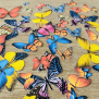 Colourful Butterfly