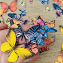 Colourful Butterfly