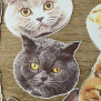 Cat Sticker